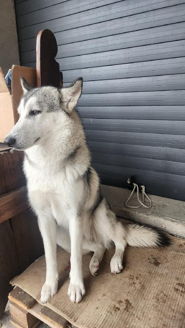 Cucciola Cane Lupo Cecoslovacco